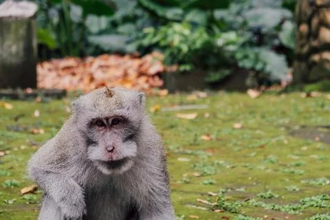 A close look at a monkey in a forest Stock Photos