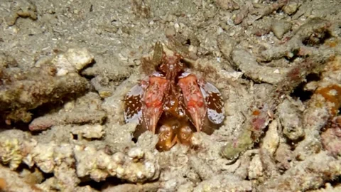 Close up look at the most high powered eyes on the planet Stock Footage 272565302