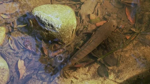 Close up look of motionless snakehead fry surrounding. Thailand. Stock Footage 332964477