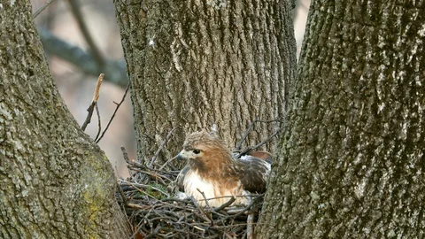 Close up look on the nesting Red-tailed Hawk adjusting the eggs Stock Footage 106167772