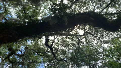 Close look at Oak Canopy with Vines UHD Stock Footage 178972786