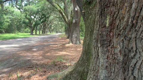 Close Look at Oak UHD Stock Footage 178974459