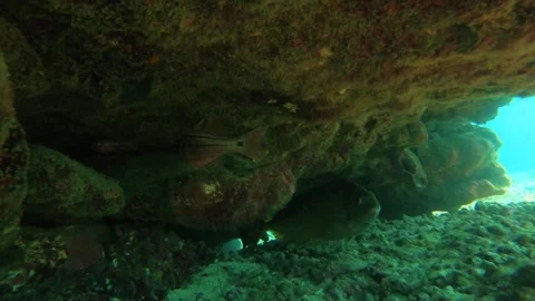 Close up look out view to a Bicolour Parrotfish swimming by underneath coral roc Stock Footage 240483458
