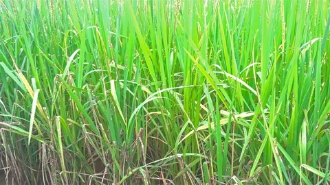 Close look of a paddy field 4K Stock Footage 71046641