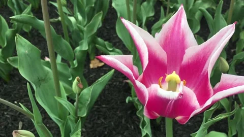 A close look at a pink Tulip 動画素材 278944894