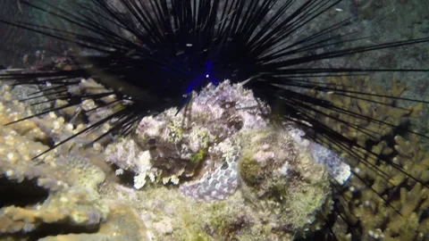 Close-up look at poisonous fish covered warts swimming among corals underwater. Stock Footage 235034432