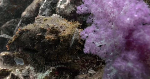 Close look at scorpionfish resting behind pinkish soft corals. Stock Footage 262317596