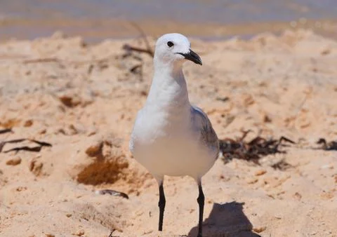 Close-up look of a seagull in the beach Stock Photos