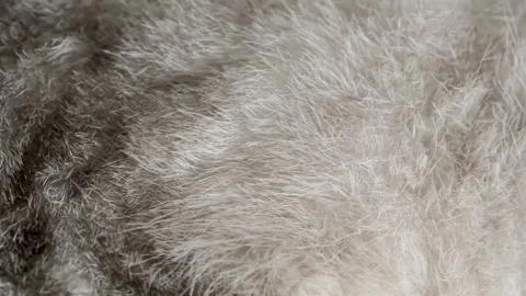 Close look at a soft gray cat fur during a warm afternoon indoors. A gray cat Stock-Footage 336670600