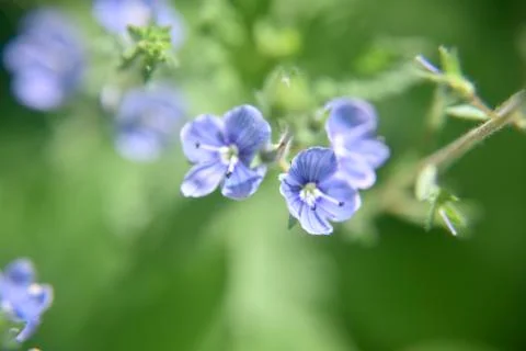 Close look at the spring flower during the blooming season Stock Photos