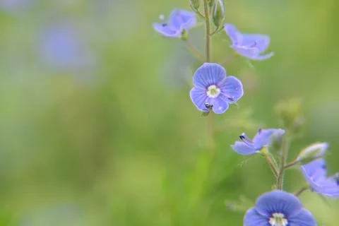 Close look at the spring flower during the blooming season Stock Photos