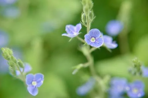 Close look at the spring flower during the blooming season Stock Photos