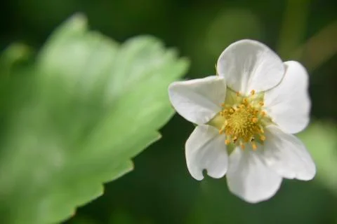 Close look at the spring flower during the blooming season Stock Photos