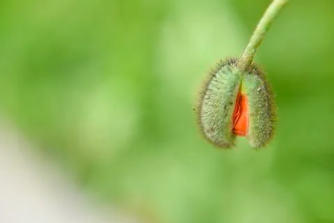 Close look at the spring flower during the blooming season Stock Photos