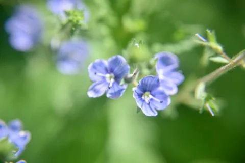 Close look at the spring flower during the blooming season Stock Photos