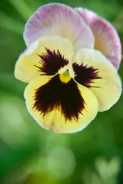 Close look at the spring flower during the blooming season Stock Photos