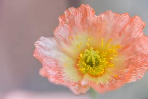 Close look at the spring flower during the blooming season Stock Photos