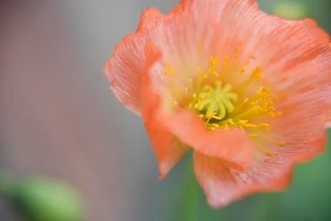 Close look at the spring flower during the blooming season Stock Photos