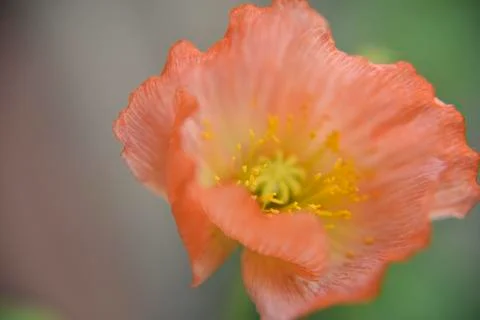 Close look at the spring flower during the blooming season Stock Photos