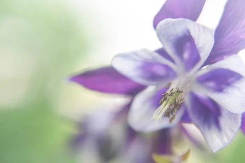 Close look at the spring flower during the blooming season Stock Photos