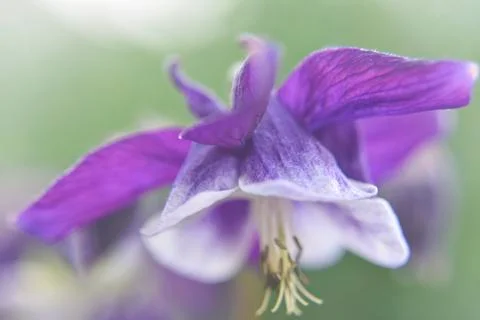 Close look at the spring flower during the blooming season Stock Photos