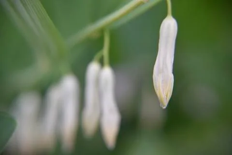 Close look at the spring flower during the blooming season Stock Photos