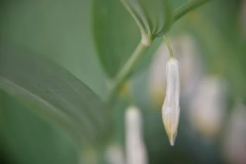 Close look at the spring flower during the blooming season Stock Photos