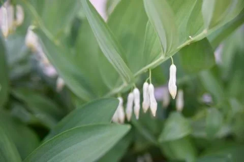 Close look at the spring flower during the blooming season Stock Photos