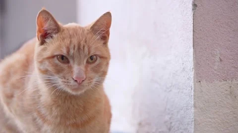 Close look of a stray cat Stock Footage 141536407