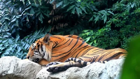 A Close-Up Look at these Endangered Big Cats Stock-Footage 201932345