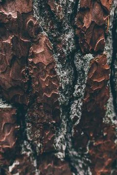 Close look at tree texture Foto stock