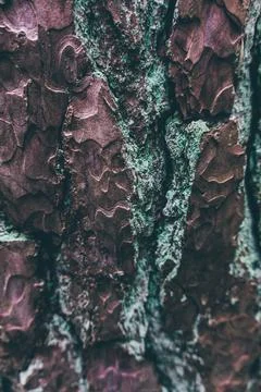 Close look at tree texture Stock Photos