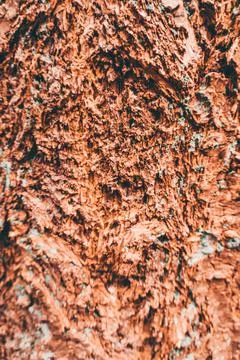 Close look at tree texture Stock Photos