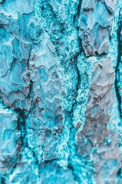 Close look at tree texture Stock Photos