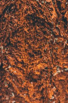 Close look at tree texture Stock Photos