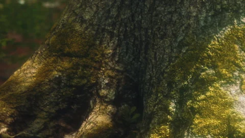 Close look at a tree trunk covered with moss in a forest during daylight Stock Footage 340621260