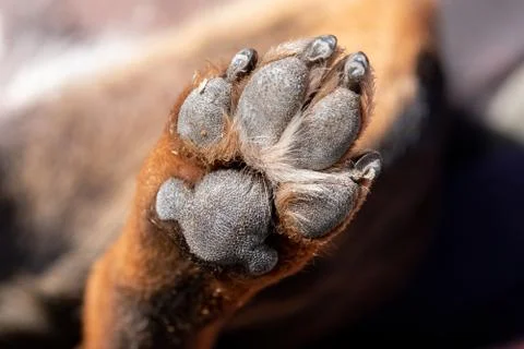 A close up look at the underside of the back dirty dog paw pad, during the da Stock Photos