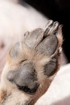 A close up look at the underside of the back dirty dog paw pad, during the da Stock Photos
