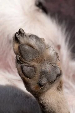 A close up look at the underside of the back dirty dog paw pad, during the da Stock Photos