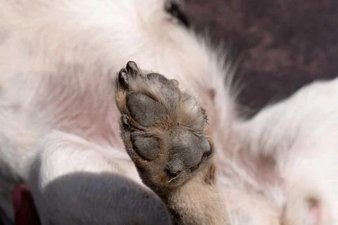 A close up look at the underside of the back dirty dog paw pad, during the da Stock Photos