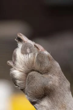 A close up look at the underside of the back dirty dog paw pad, during the da Foto stock