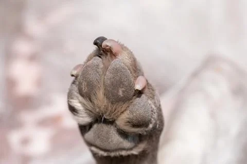 A close up look at the underside of the back dirty dog paw pad, during the da Stock Photos