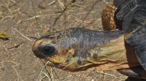 Close up look on the very old turtle's head Stock Photos