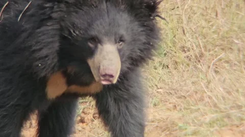 Close up look of a wild sloth bear Stock Footage 256298203