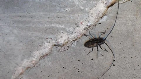 Close look at a wood-boring beetle, insect crawling on a concrete surface Stock Footage 340462025
