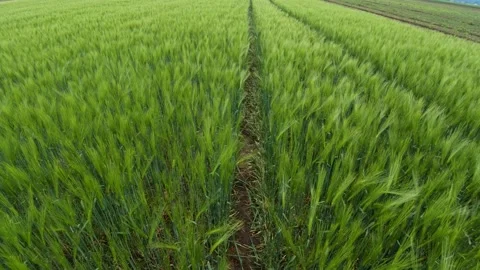 Close up looking down green young wheat growing on large field Stock Footage 130441478