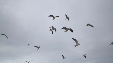 Close up looking up at a flock of seagulls flying against cloudy sky Stock Footage 122532183