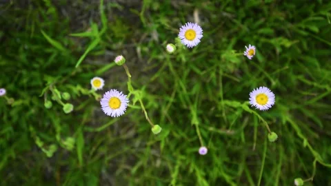 Close-up looking straight down at beautiful light purple daisy wildflowers  Stock Footage 135250439