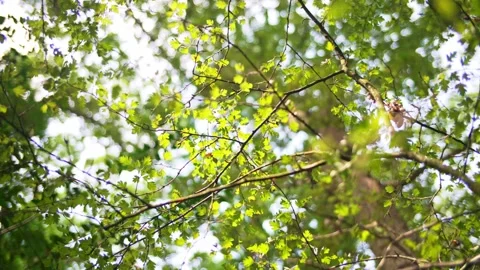 Close-up looking up through tree branches and leaves in forest on beautiful day Stock Footage 233916711
