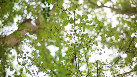 Close-up looking up through tree branches and leaves in forest on beautiful day Stock Footage 235939109